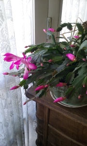 Mother's cactus: blooming to remind me that she is no longer suffering.